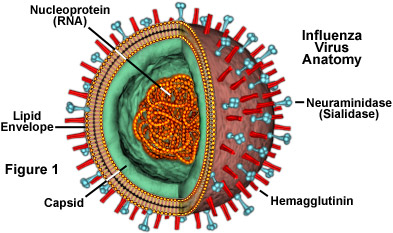 influenza.jpg